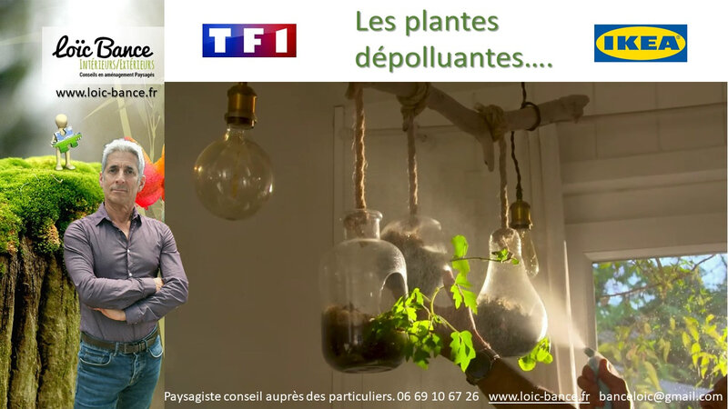 Paysagiste Hossegor Plantes depolluantes dans nos interieurs