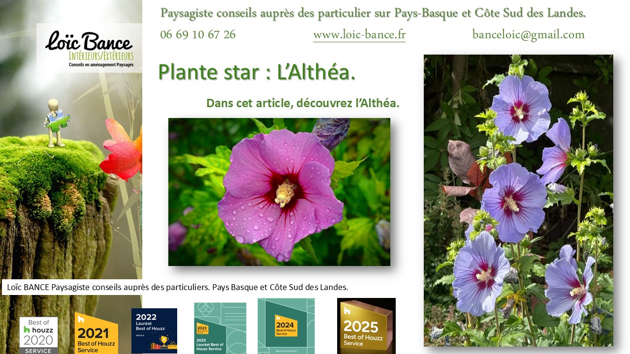 Fiche technique de l'Alth�a Hibiscus Hossegor paysages