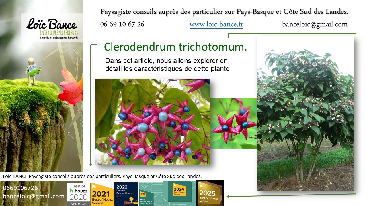 Hossegor Paysages Clerodendrum trichotomum Clerodendrum trichotomum